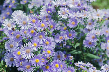 chrysanthemums flower in garden