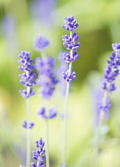Close up of lavender flowers