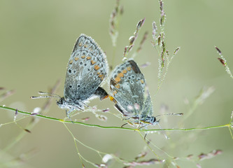 Mating brownies, Lycaenidae covered in dew a cold morning