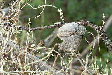 Abandoned wasp's nest