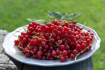 red currant