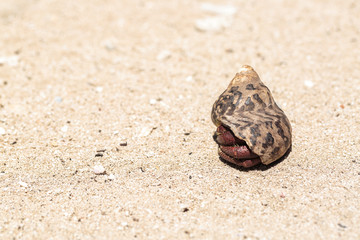 Hermit crab