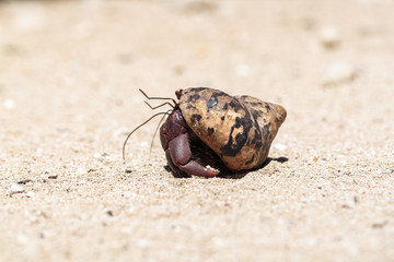 Hermit crab