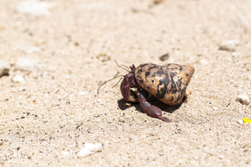 Hermit crab