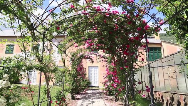 walking under creeping rosebed