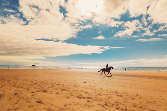 Pferd am Strand von la Palue, Halbinsel Crozon, Bretagne, Frankreich