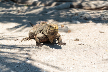 Wild Iguana, Cuba