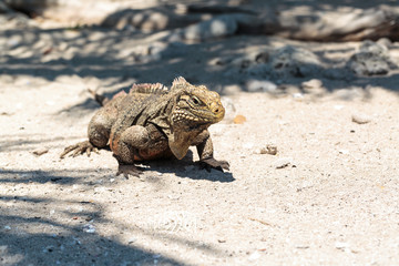 Wild Iguana, Cuba