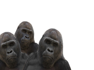 Fototapeta na wymiar three gorillas