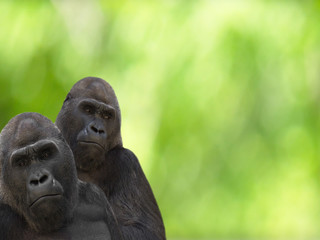 Fototapeta na wymiar gorillas