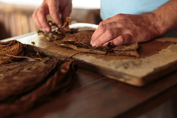 Making tobacco cigars in a typical farm in Vinales, Cuba - obrazy, fototapety, plakaty