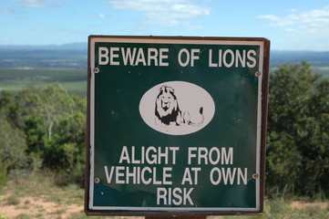 attenzione ai leoni