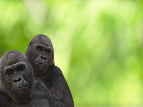 Gorillas