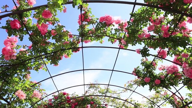 under creeping luxuriant rose garden 