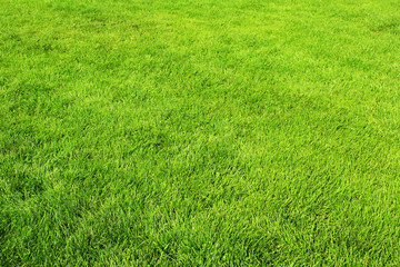 Texture of spring green grass