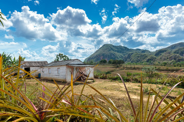 Fototapeta premium Vinales valley