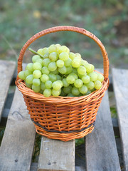 Ripe white grape in brown wicker basket on wooden table against branches with growing grape outdoor. Vertical view closeup