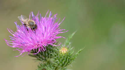 Bee on purple flower