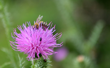Bee on purple flower