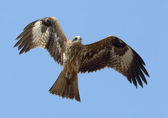 Flying Black Kite at sky background
