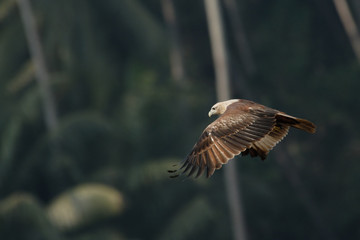 Flying Black Kite at palms background
