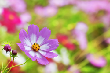 Fototapeta premium 華麗なコスモス