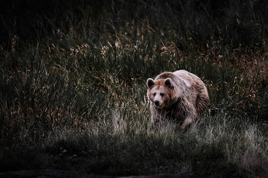ours brun pyr&eacute;n&eacute;es