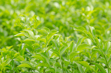 Beautiful Green leaves for background