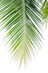 coconut leaves on white background