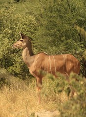 Obraz na płótnie Canvas kudu
