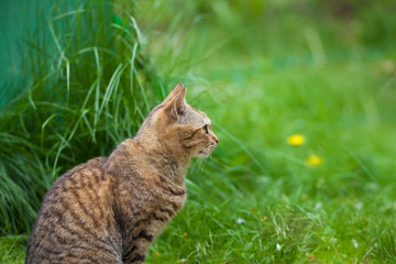 Cat sitting in the grass