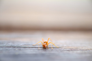 one ant on the wood floor
