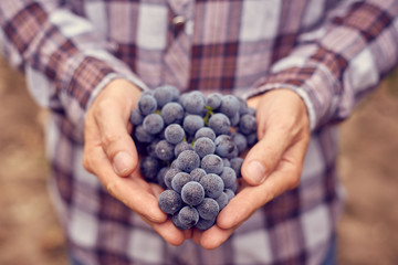 Farmers hands with blue grapes