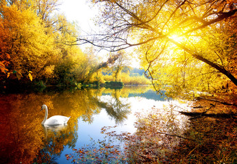Obraz premium Swan in autumn