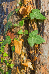 Old tree bark texture