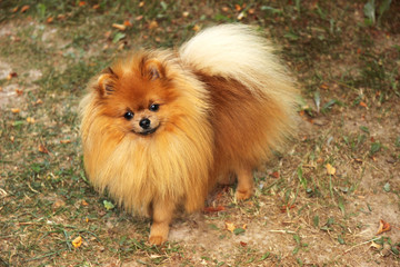 Portrait of cute pomeranian dog. Autumn dog. 