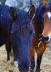 black and Brown Horse in land 
