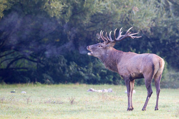 Obraz na płótnie Canvas Red Deer during the autumn roaring