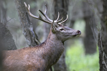 Red Deer during the autumn