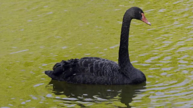 The black swan / The black swan floats in a pond