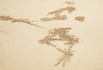 Crab's hole