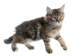 Obraz premium maine coon kitten