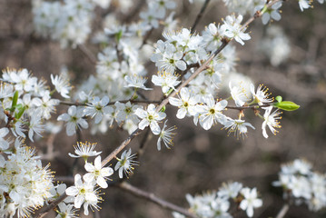 Spring Cherry blossoms, pink flowers - natural background