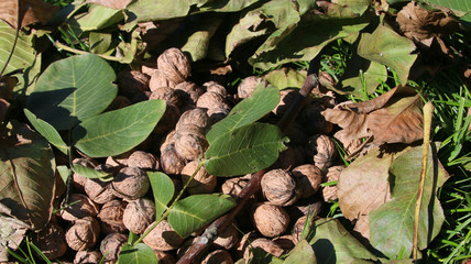 Walnüsse im Herbst