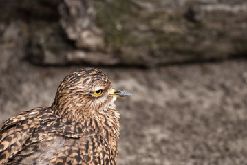 grumpy bird