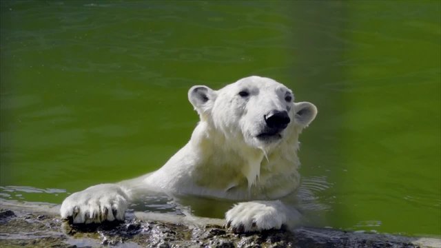 Polar bear /Polar bear in a zoo dives in the pool