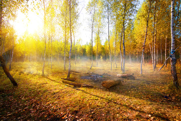 Obraz premium Birches in autumn