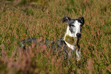 Galgo Espanol