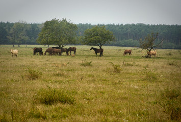 Horses Grazing on Meadow