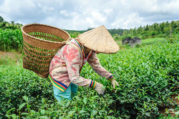 The woman harvesting tea leaf in Bao Loc city, Vietnam.
